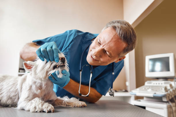 Best Same-Day Emergency Dentist in Charlevoix, MI